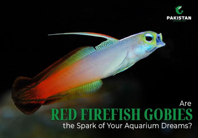 red firefish scissortail goby
