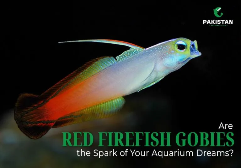 red firefish scissortail goby