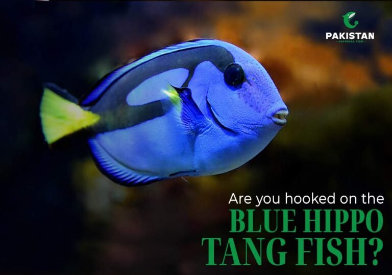 Blue Hippo Tang Fish