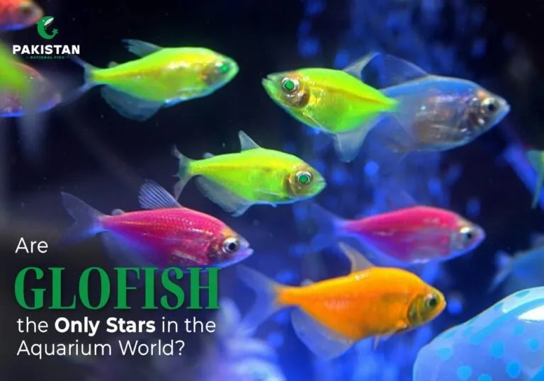 glofish tetra