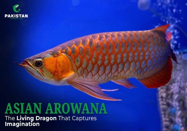 Asian Arowana Dragon Fish - Pakistan National Fish