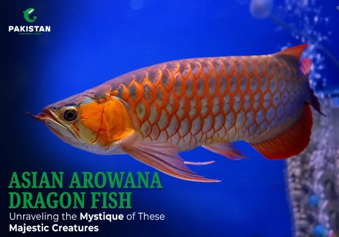 Asian Arowana Dragon Fish