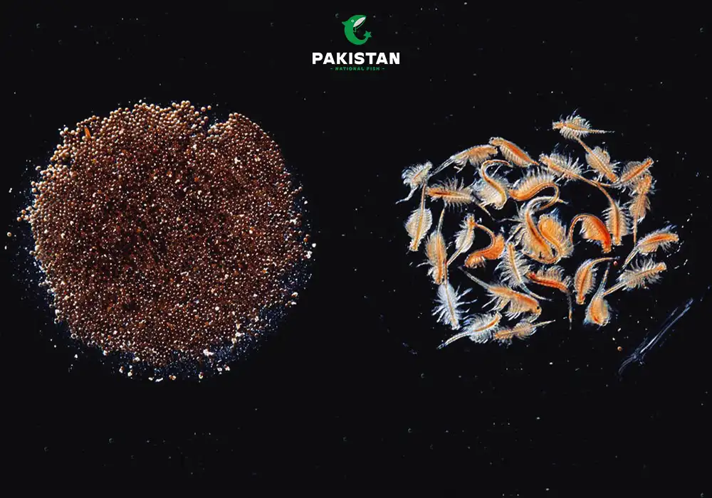 Brine Shrimp and Fish Eggs