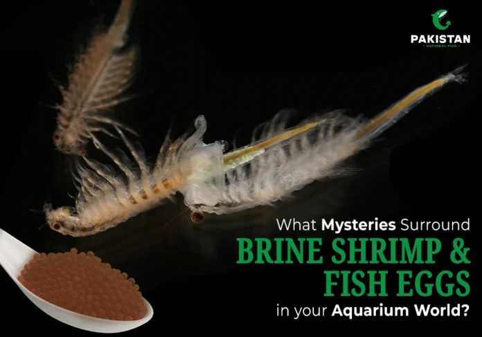 Brine Shrimp and Fish Eggs