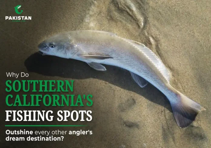 California's Fishing Corbina