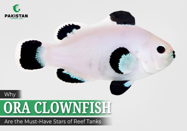 ORA Clownfish - Pakistan National Fish