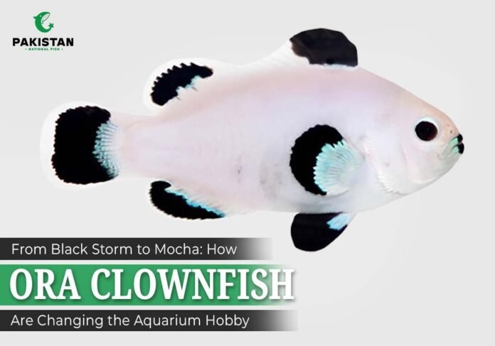ORA Storm Clownfish in aquarium