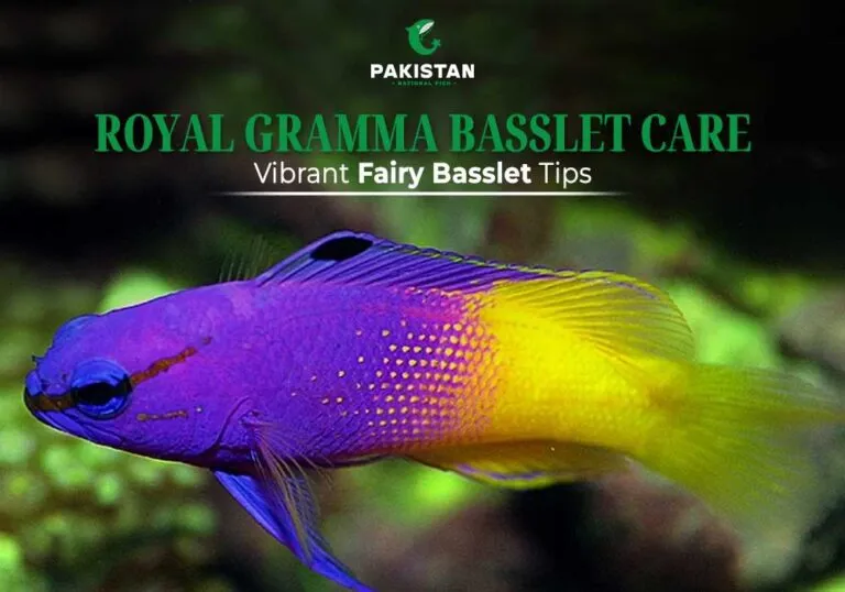 royal gramma basslet