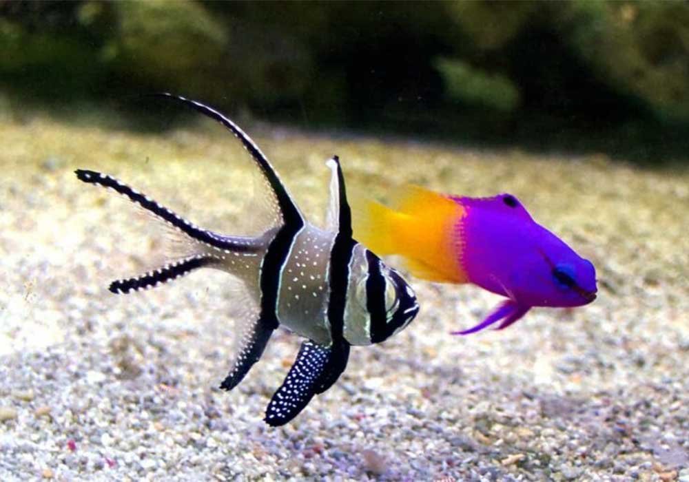 Royal Gramma & Tank Mates