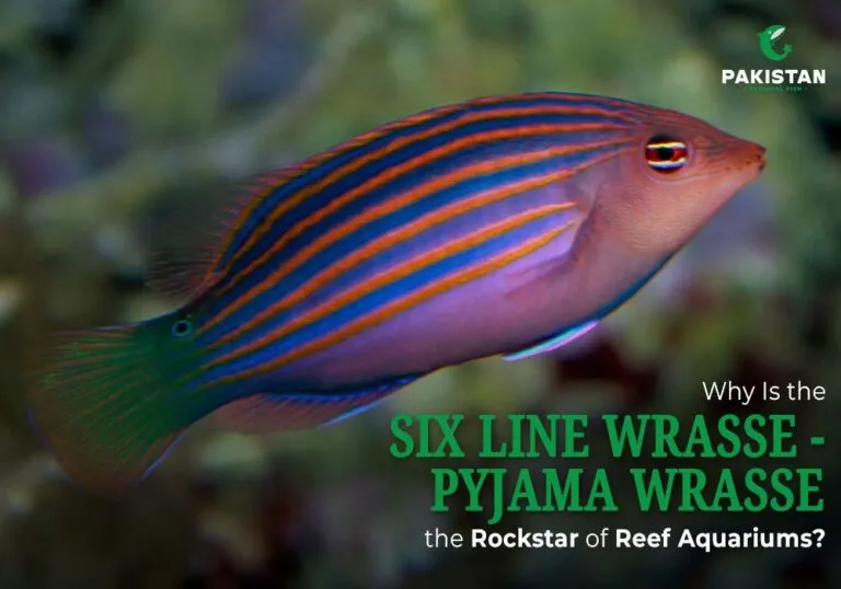 Six Line Wrasse - Pakistan National Fish