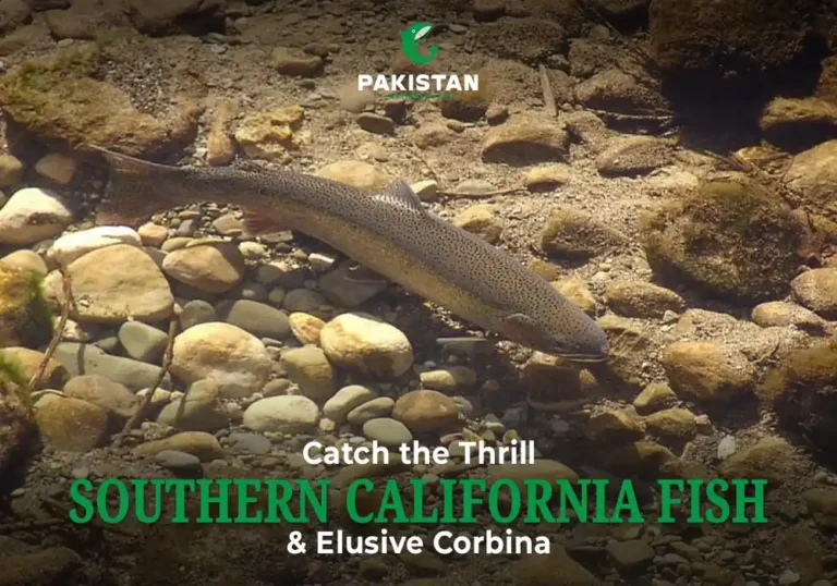 Southern California Fish - Pakistan National Fish