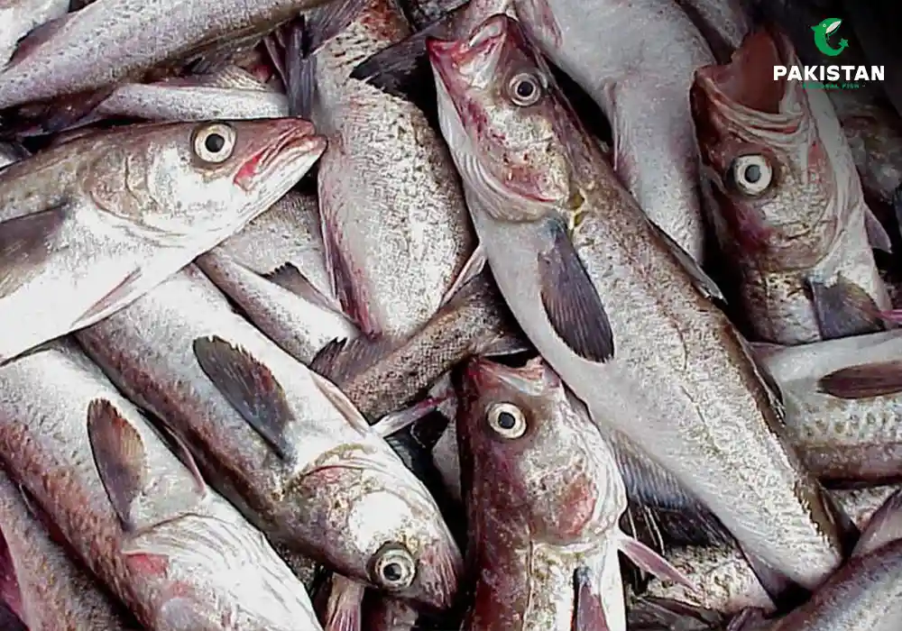 Types Of Pollock