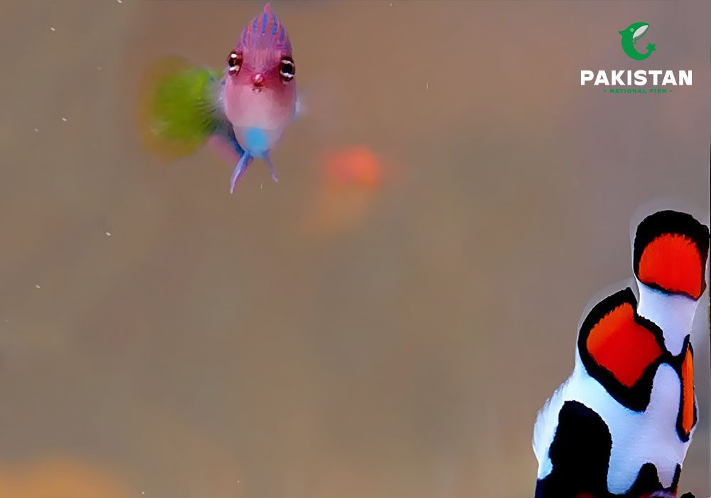 SIX LINE WRASSE