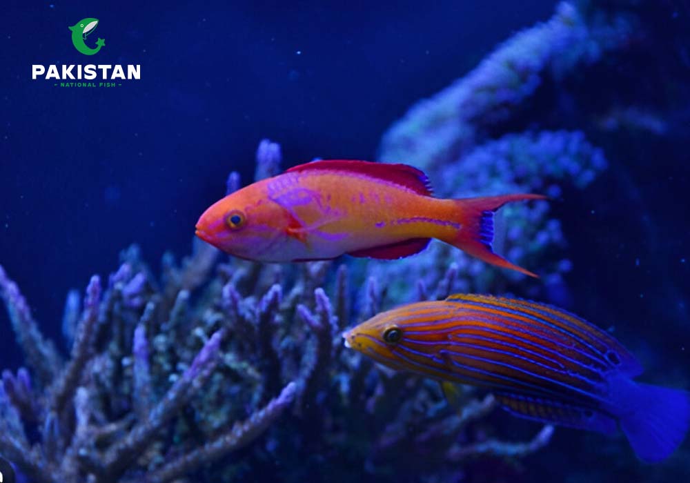 SIX LINE WRASSE