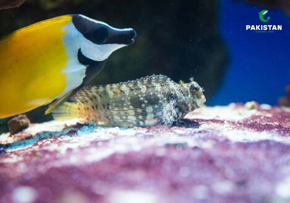 Salarias ramosus