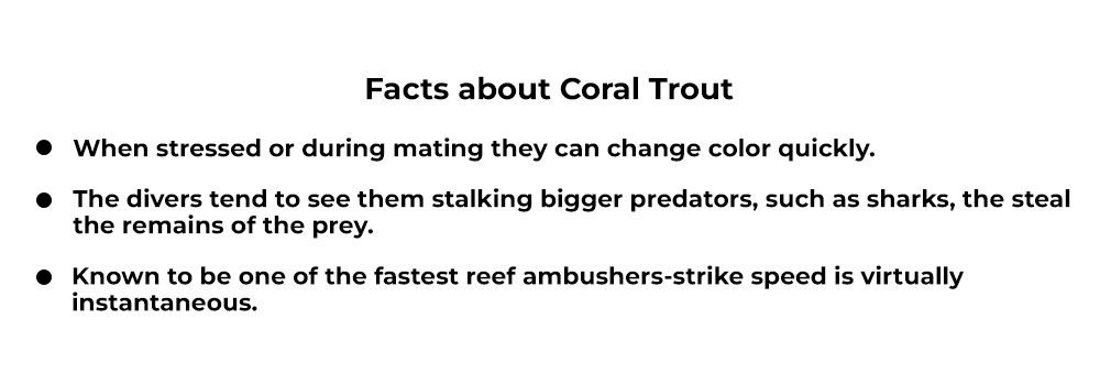 Coral trout fishing in clear tropical waters with vibrant reef background