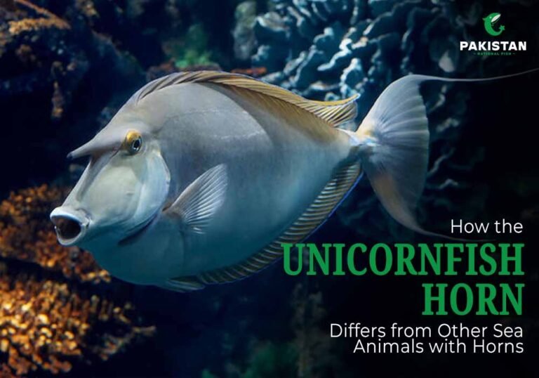 Bluespine Fish swimming in clear tropical waters