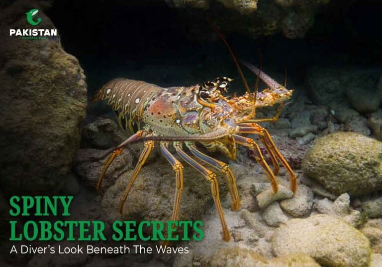 Spiny Lobster - Pakistan National Fish