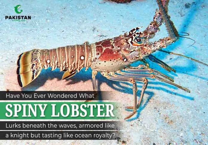 Fresh spiny lobster on ice display