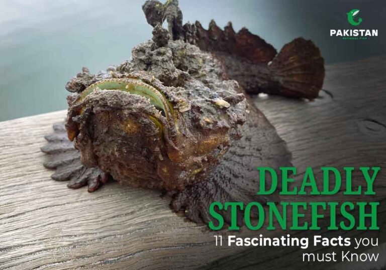 Deadly Stonefish - Pakistan National Fish