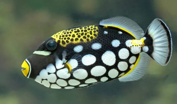 Clown Triggerfish - Pakistan National Fish