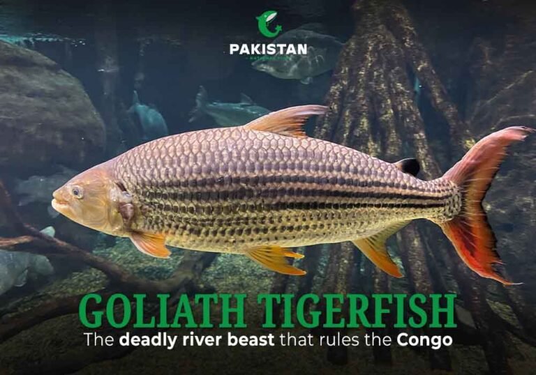 Goliath Tigerfish - Pakistan National Fish