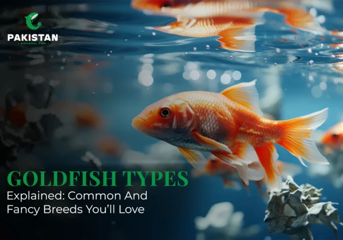 Goldfish Types - Pakistan National Fish