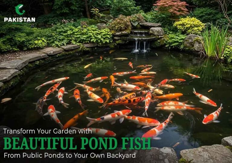 Transform Your Garden with Beautiful Pond Fish: From Public Ponds to Your Own Backyard Pond Fish - Pakistan National Fish