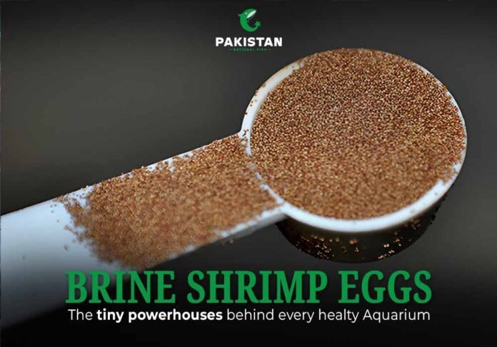 Brine Shrimp Eggs - Pakistan National Fish