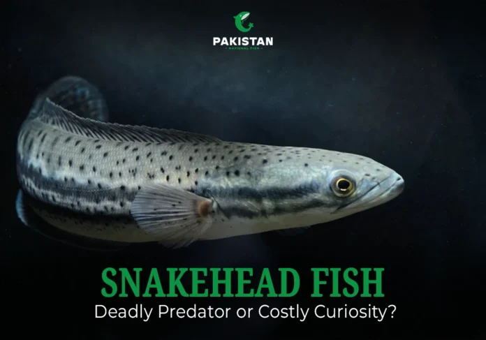 Snakehead fish - Pakistan National Fish