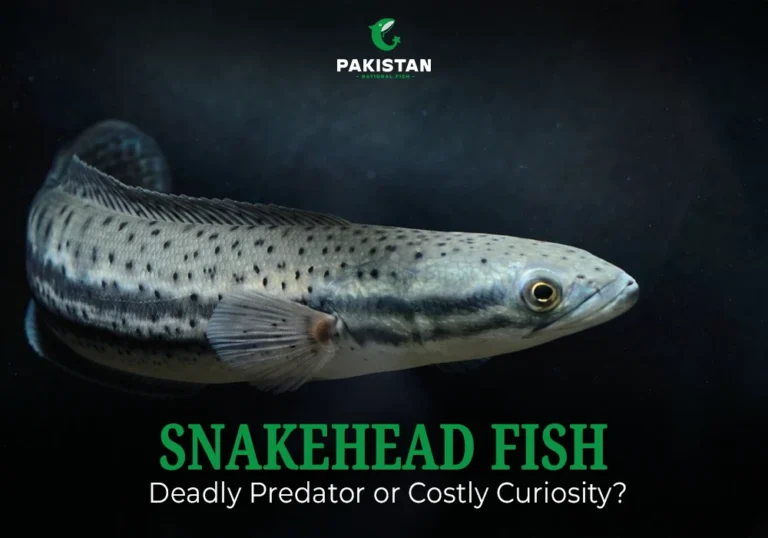 Snakehead Fish: Deadly Predator or Costly Curiosity Snakehead fish - Pakistan National Fish