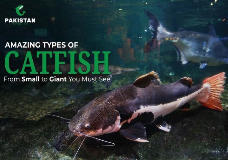 Types of Catfish (Singhara) - Pakistan National Fish