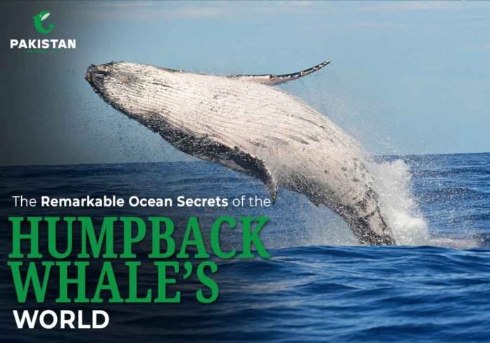 Humpback Whale - Pakistan National Fish
