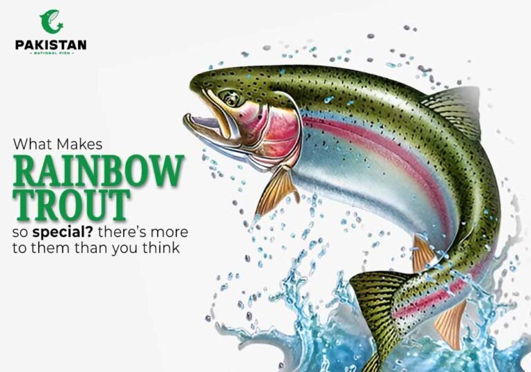 Rainbow Trout - Pakistan National Fish