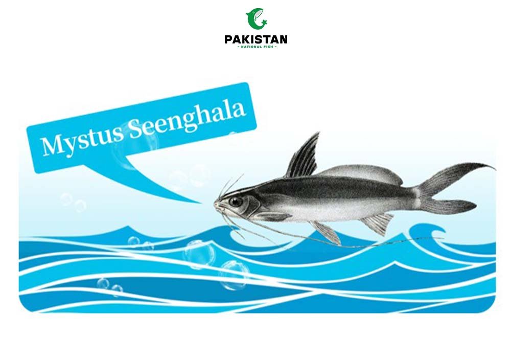 Singhara Fish (Catfish) - Pakistan National Fish
