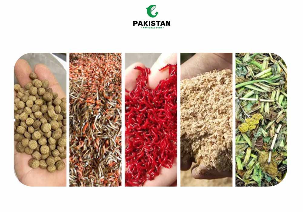 Singhara Fish (Catfish) - Pakistan National Fish