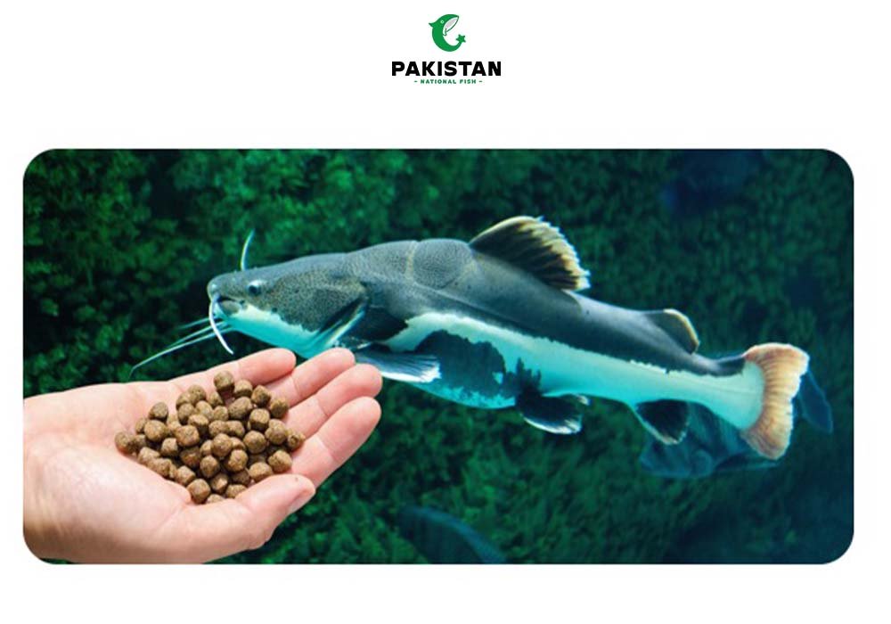 Singhara Fish (Catfish) - Pakistan National Fish