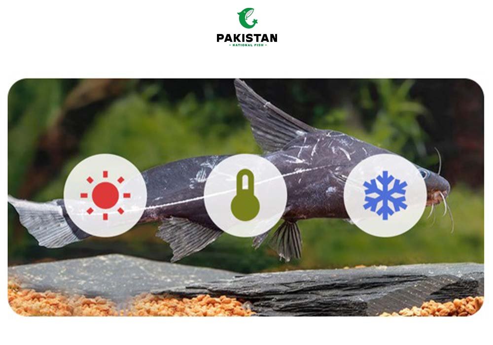 Singhara Fish (Catfish) - Pakistan National Fish