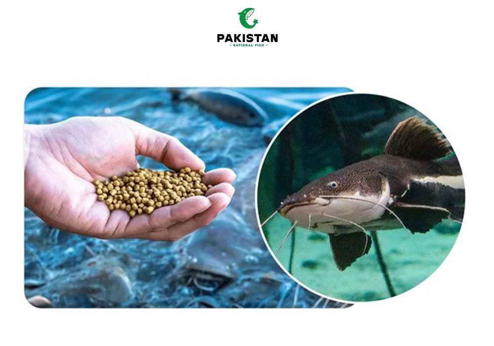 Singhara Fish (Catfish) - Pakistan National Fish
