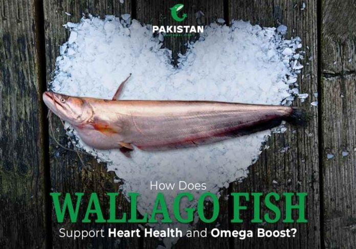 Wallago Fish (Malli) - Pakistan National Fish