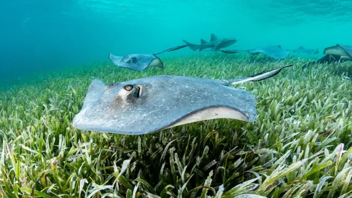 skate fish facts - Pakistan National Fish