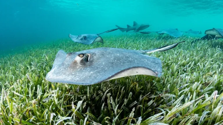 skate fish facts - Pakistan National Fish