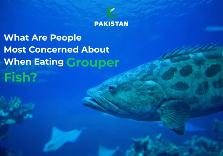Grouper Fish - Pakistan National Fish