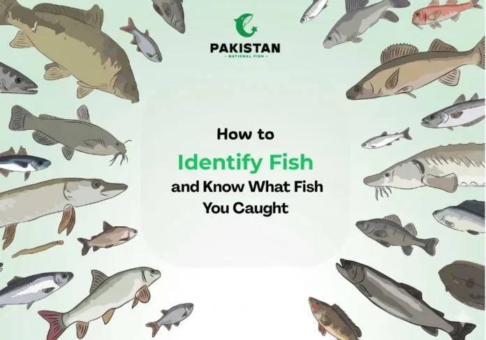 Identifying Fish - Pakistan National Fish