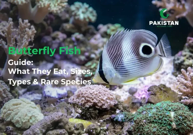 butterfly fish - Pakistan National Fish