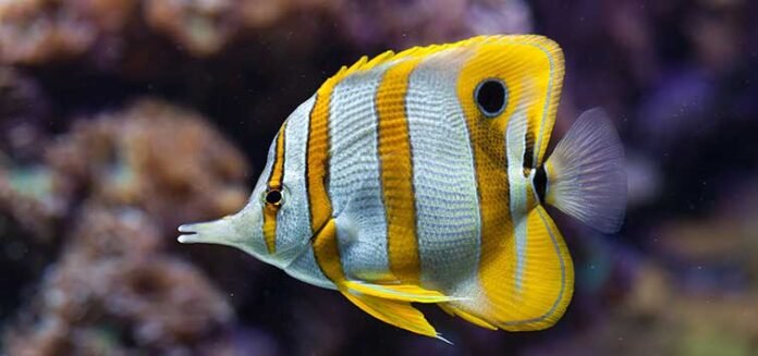 butterfly fish - Pakistan National Fish