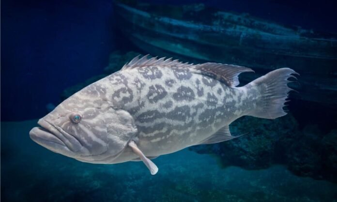 Grouper Fish - Pakistan National Fish