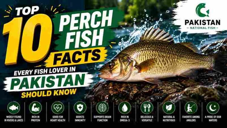 perch fish