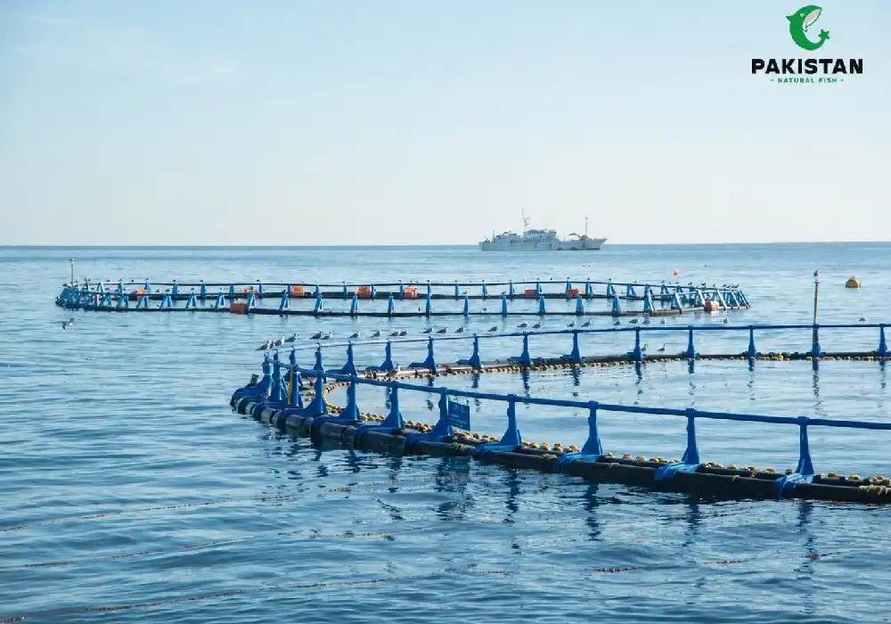 fisheries management degree - Pakistan National Fish