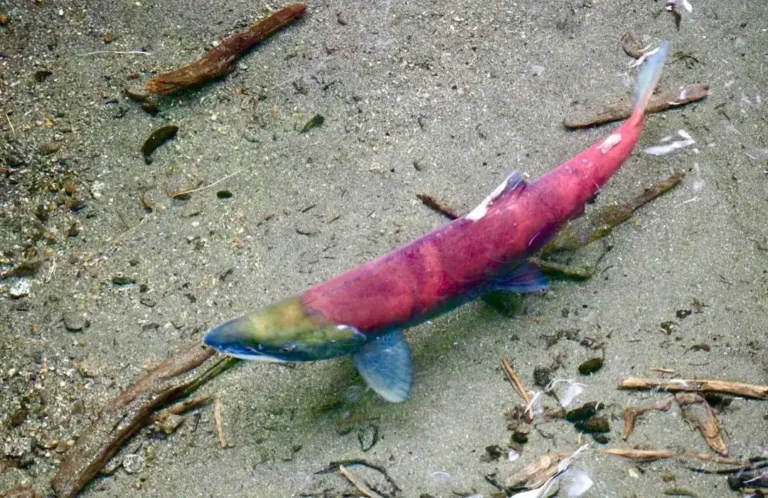 Salmon Reproductive Cycle: How Salmon Reproduce
